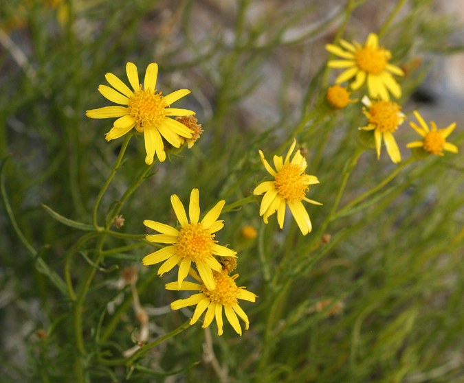 Image of smooth threadleaf ragwort