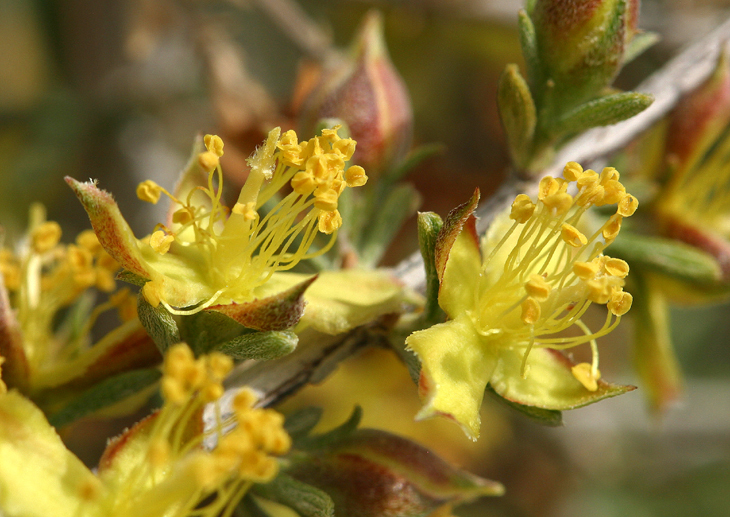 Image of blackbrush