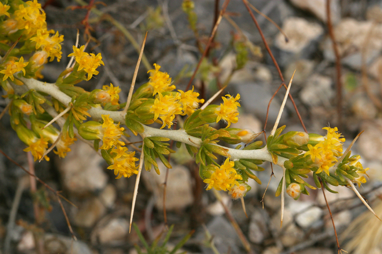 Image of <i>Tetradymia <i>axillaris</i></i> var. axillaris
