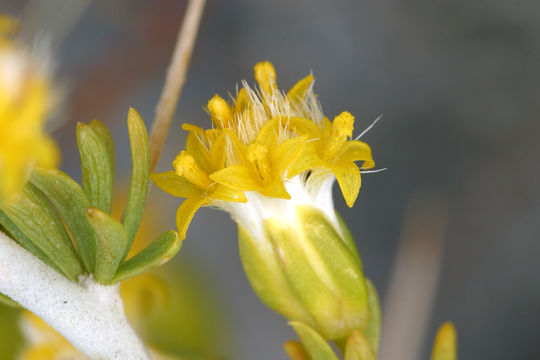 Image of <i>Tetradymia <i>axillaris</i></i> var. axillaris
