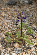 Imagem de Lupinus flavoculatus A. Heller