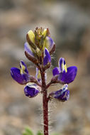 Imagem de Lupinus flavoculatus A. Heller