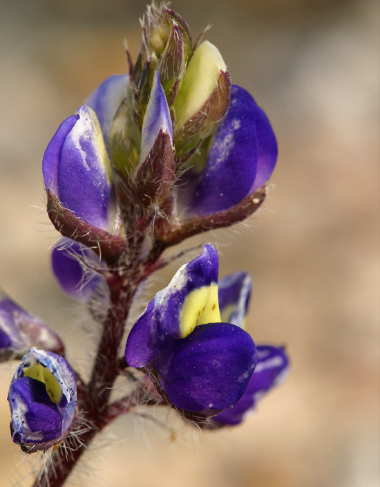 Imagem de Lupinus flavoculatus A. Heller