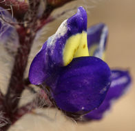 Imagem de Lupinus flavoculatus A. Heller