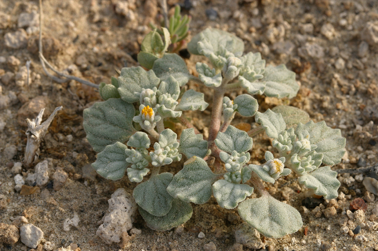 Plancia ëd Psathyrotes ramosissima (Torr.) A. Gray