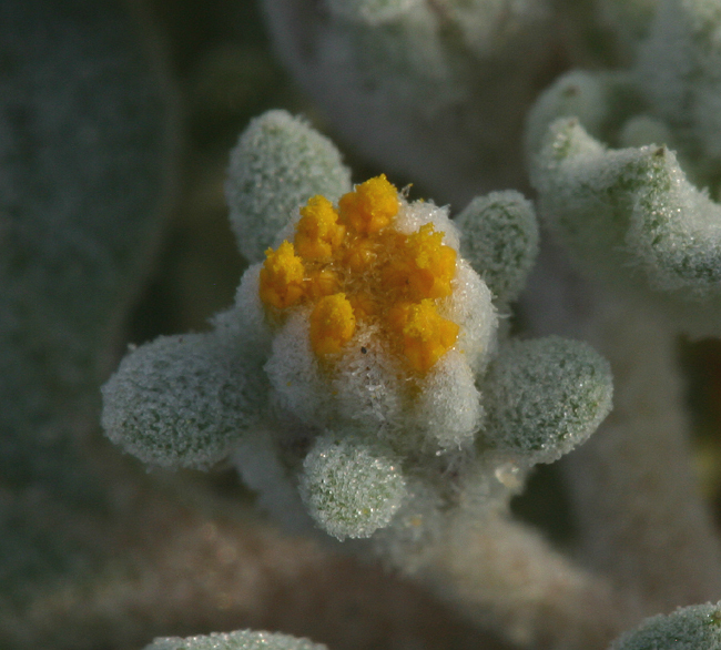 Plancia ëd Psathyrotes ramosissima (Torr.) A. Gray