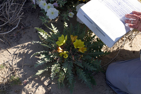 Imagem de Oenothera primiveris subsp. bufonis (M. E. Jones) Munz