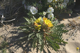 Imagem de Oenothera primiveris subsp. bufonis (M. E. Jones) Munz