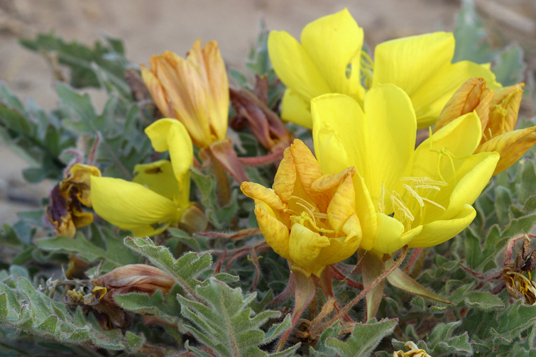 Imagem de Oenothera primiveris subsp. bufonis (M. E. Jones) Munz