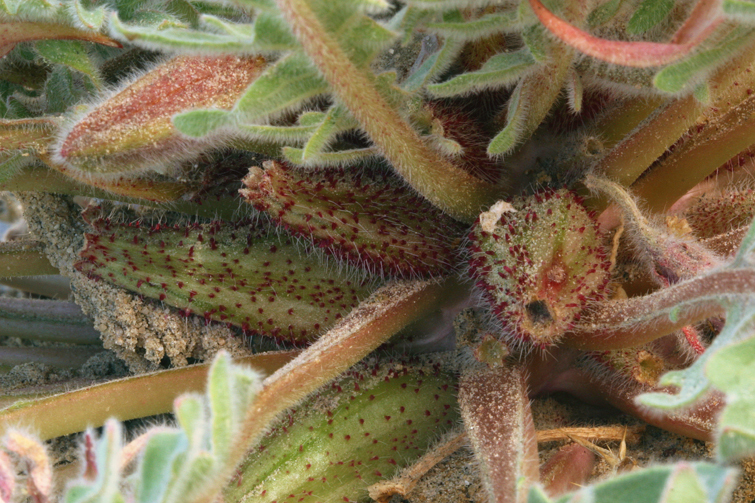 Imagem de Oenothera primiveris subsp. bufonis (M. E. Jones) Munz