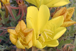 Imagem de Oenothera primiveris subsp. bufonis (M. E. Jones) Munz