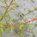 Image of barbwire Russian thistle