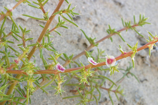 Imagem de <i>Salsola paulsenii</i>