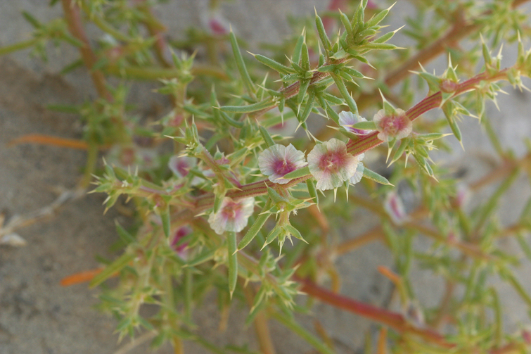 Imagem de <i>Salsola paulsenii</i>