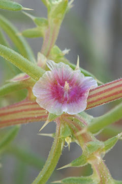 Image of <i>Salsola paulsenii</i>