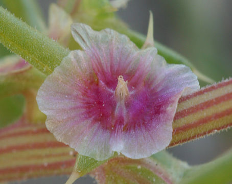 Sivun <i>Salsola paulsenii</i> kuva