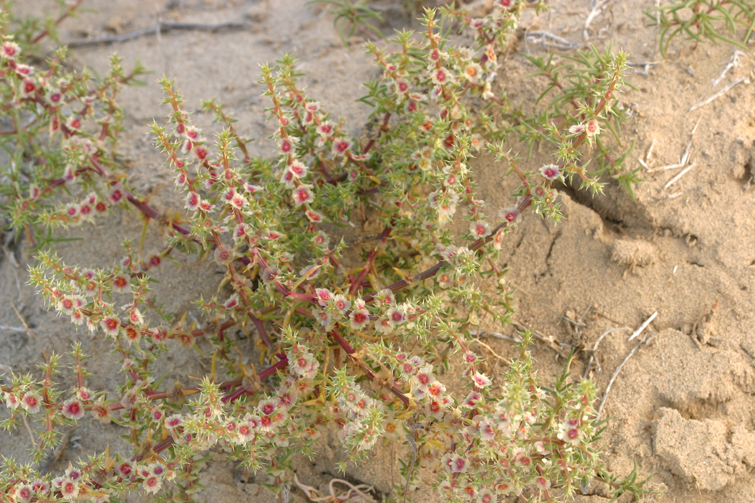 Image of <i>Salsola paulsenii</i>