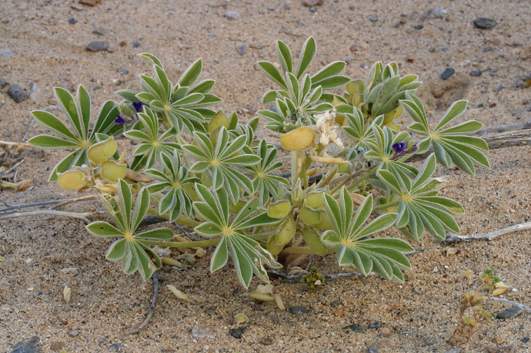 Image of purple desert lupine