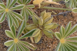 Image of purple desert lupine