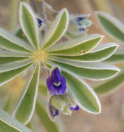 Image of purple desert lupine