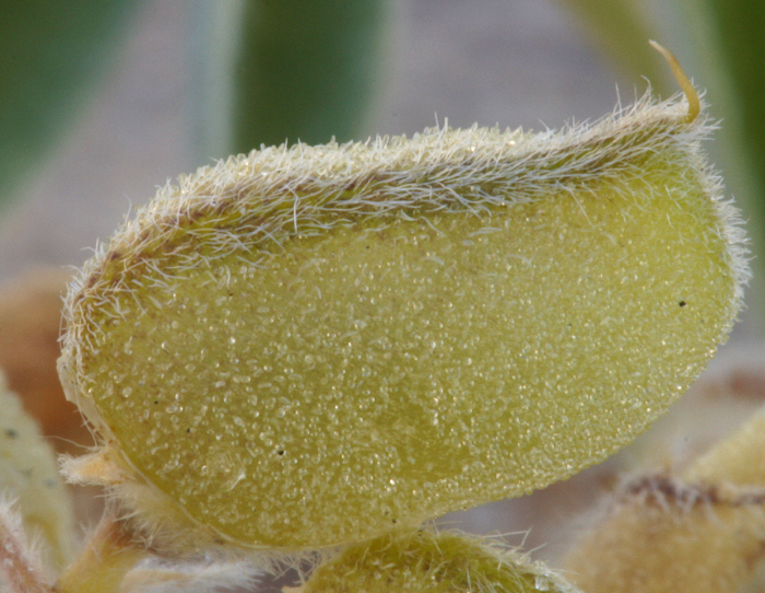 Image of purple desert lupine