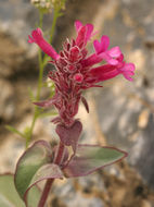 Image of limestone beardtongue