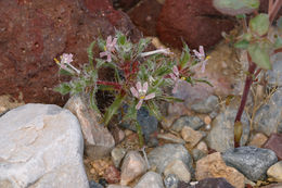 Image of desert calico