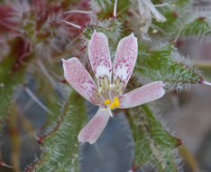 Image of desert calico