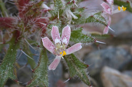 Image of desert calico