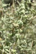 Image of Utah butterflybush