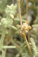 Image of Utah butterflybush