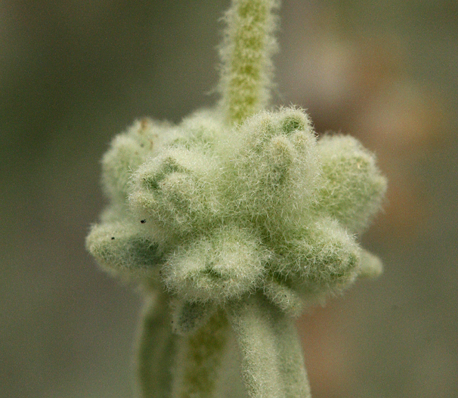 Image of Utah butterflybush