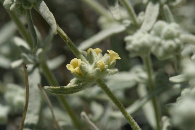 Image of Utah butterflybush