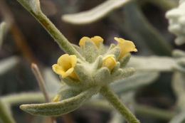 Image of Utah butterflybush