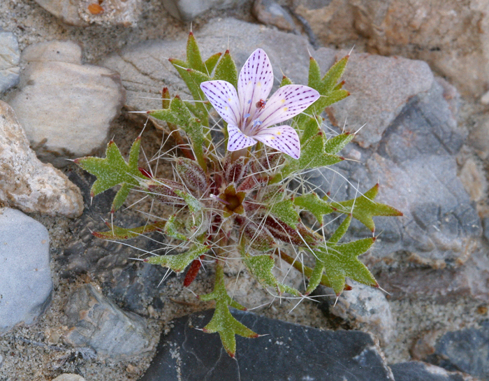 Image of Great Basin langloisia