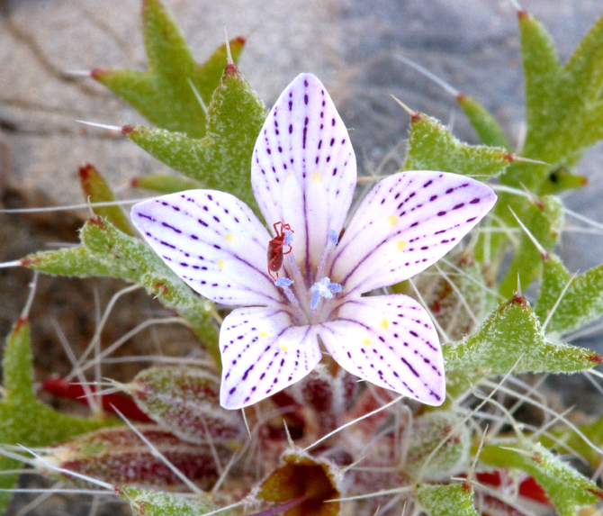 Image of Great Basin langloisia