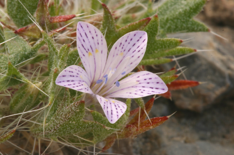 Image of Great Basin langloisia