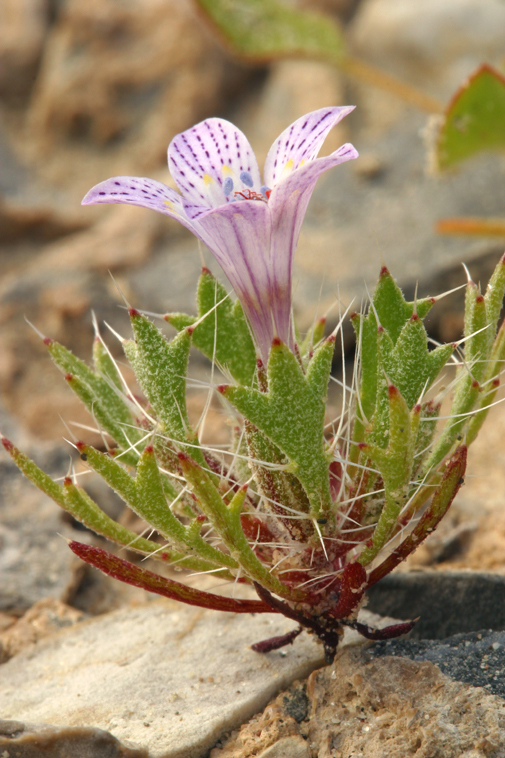 Image of Great Basin langloisia