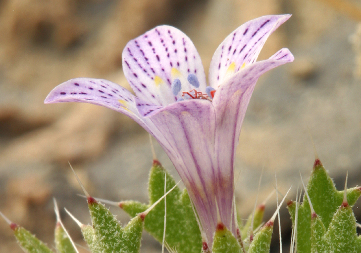 Image of Great Basin langloisia