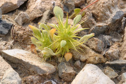 Слика од Chorizanthe rigida (Torr.) Torr. & Gray