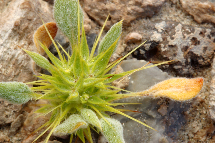 Слика од Chorizanthe rigida (Torr.) Torr. & Gray