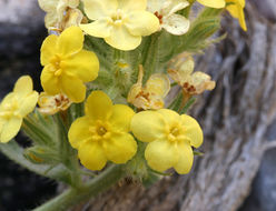 صورة <i>Cryptantha confertiflora</i>