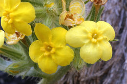 صورة <i>Cryptantha confertiflora</i>