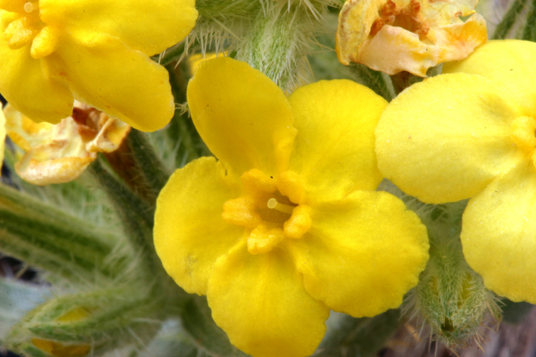 صورة <i>Cryptantha confertiflora</i>