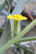 صورة <i>Cryptantha confertiflora</i>