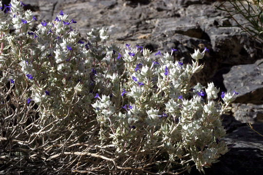 Image of woolly sage