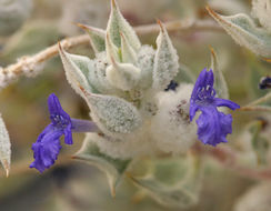 Image of woolly sage