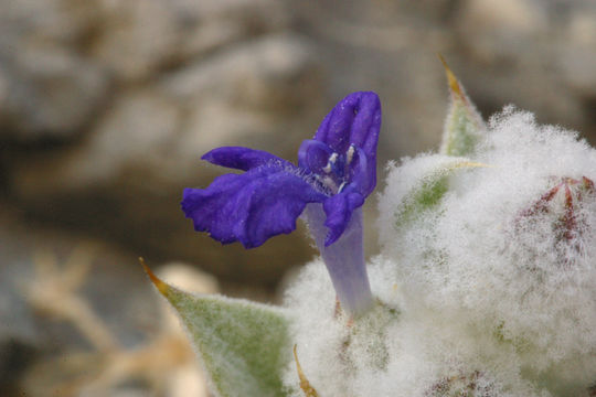 Image of woolly sage