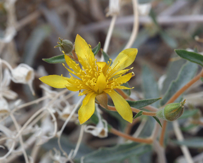 Image of Argus blazingstar