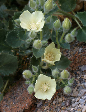 Image of desert stingbush